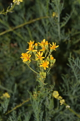Senecio subulatus