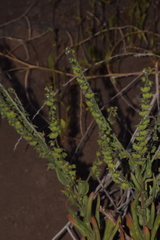 Cynoglossum creticum