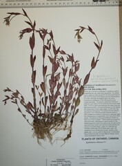 Epilobium lactiflorum