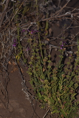 Stachys grandidentata