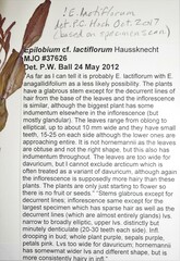 Epilobium lactiflorum