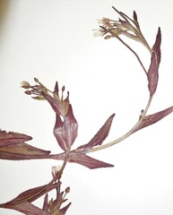 Epilobium lactiflorum