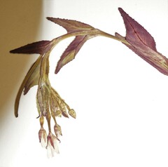 Epilobium lactiflorum