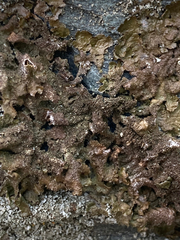 Melanelixia subaurifera