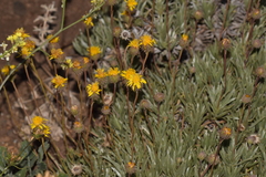 Grindelia chiloensis