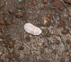 Coelostomidia zealandica