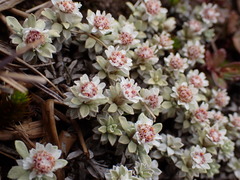 Ewartia nubigena