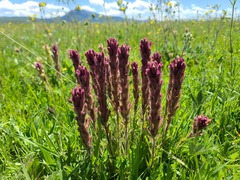 Castilleja cusickii