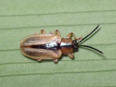 Cephaloleia dorsalis