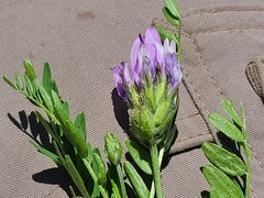 Astragalus agrestis