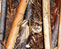 Austrolimnophila argus