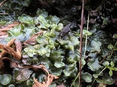 Pellia neesiana