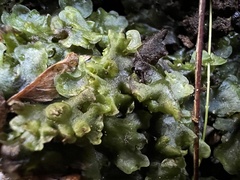 Pellia neesiana