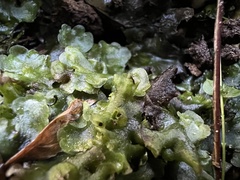 Pellia neesiana