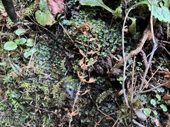 Pellia neesiana