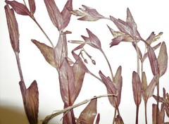 Epilobium lactiflorum