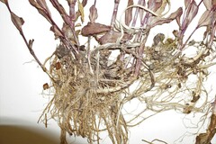 Epilobium lactiflorum