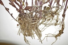 Epilobium lactiflorum