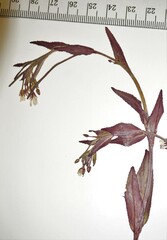 Epilobium lactiflorum