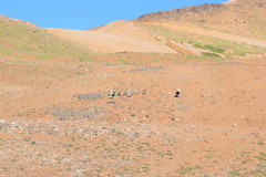 Oressochen melanopterus