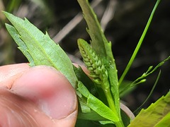 Physostegia parviflora