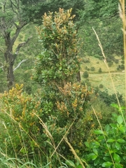 Metrosideros umbellata