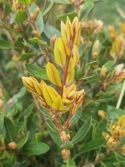 Metrosideros umbellata