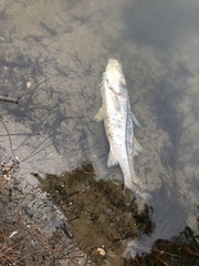 Centropomus undecimalis