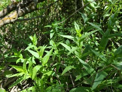 Physostegia parviflora