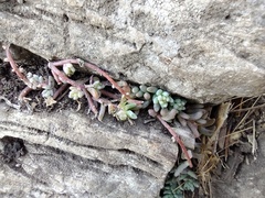 Sedum potosinum