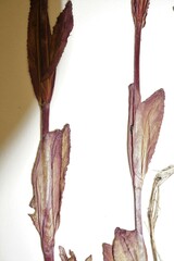 Epilobium lactiflorum