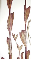 Epilobium lactiflorum