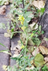 Sisymbrium officinale