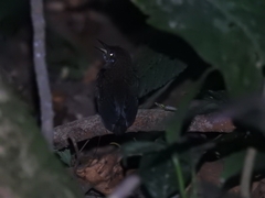 Microcerculus philomela