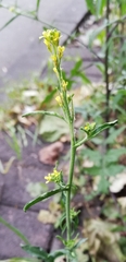 Sisymbrium officinale