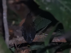 Microcerculus philomela