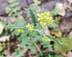 Sisymbrium officinale