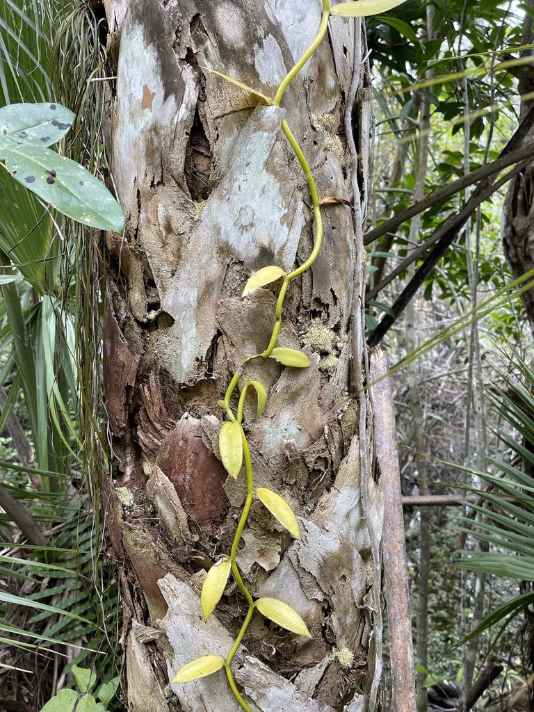 Vanilla phaeantha