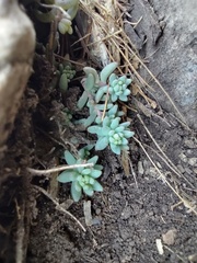 Sedum potosinum