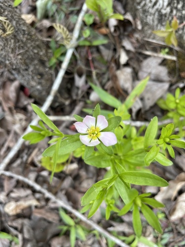 Image of Sabatia calycina by (c) Brandon Corder, some rights reserved (CC BY)