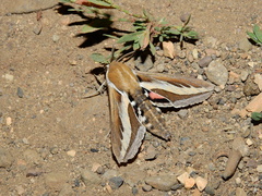 Hyles euphorbiarum