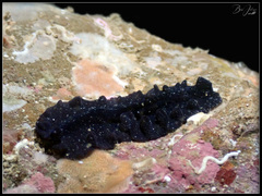 Pseudobiceros stellae