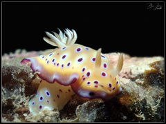 Goniobranchus kuniei