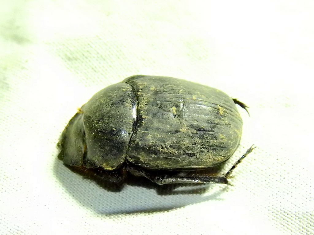 Megathopa villosa