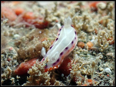 Goniobranchus setoensis