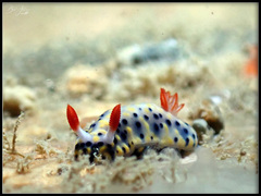 Hypselodoris infucata