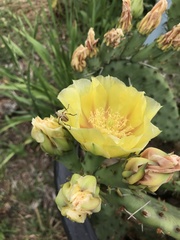 Opuntia humifusa