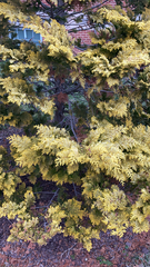 Platycladus orientalis