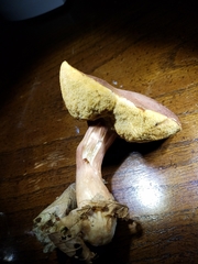 Xanthoconium purpureum