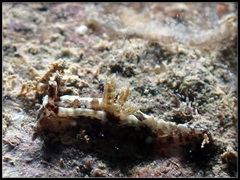 Goniodoris joubini
